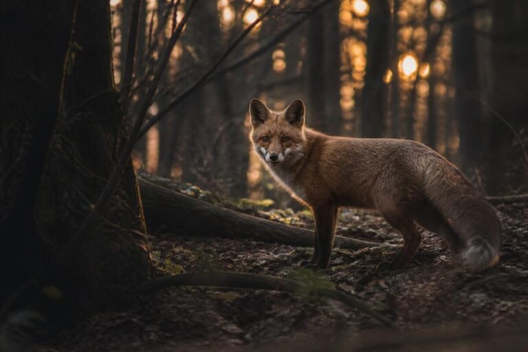 découvrez pourquoi certains comportements animaux les poussent à s'isoler, en explorant les détails fascinants du comportement animalier.